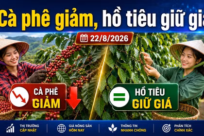 Giá cà phê, hồ tiêu hôm nay 22/8: Cà phê giảm sâu, giá tiêu đi ngang