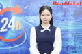 Gia Lai 24h: Giá hạt điều tăng cao nhưng nông dân kém vui