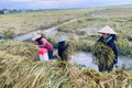 Khu vực phía Tây Gia Lai: Khẩn trương khắc phục hậu quả thiên tai