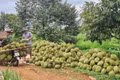 Tăng tốc cấp mã số vùng trồng, cơ sở đóng gói