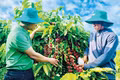 Các kỹ sư nông nghiệp của Công ty TNHH Ánh Dương Tây Nguyên xuống tận vườn của người dân khảo sát thực tế, áp dụng giải pháp dinh dưỡng NutriNeem-Zyme và BiO Pest Control. Ảnh: M.K