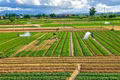 Nghề xưa vẫn chảy bên dòng sông Côn