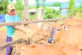 Những cựu chiến binh làm kinh tế giỏi từ mô hình tổng hợp