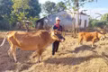 Ông Kpuih Brai (làng Tai Glai) cho biết, nhờ được chăm sóc tốt, đến nay, bò mẹ đã đẻ bê con. Ảnh: N.D