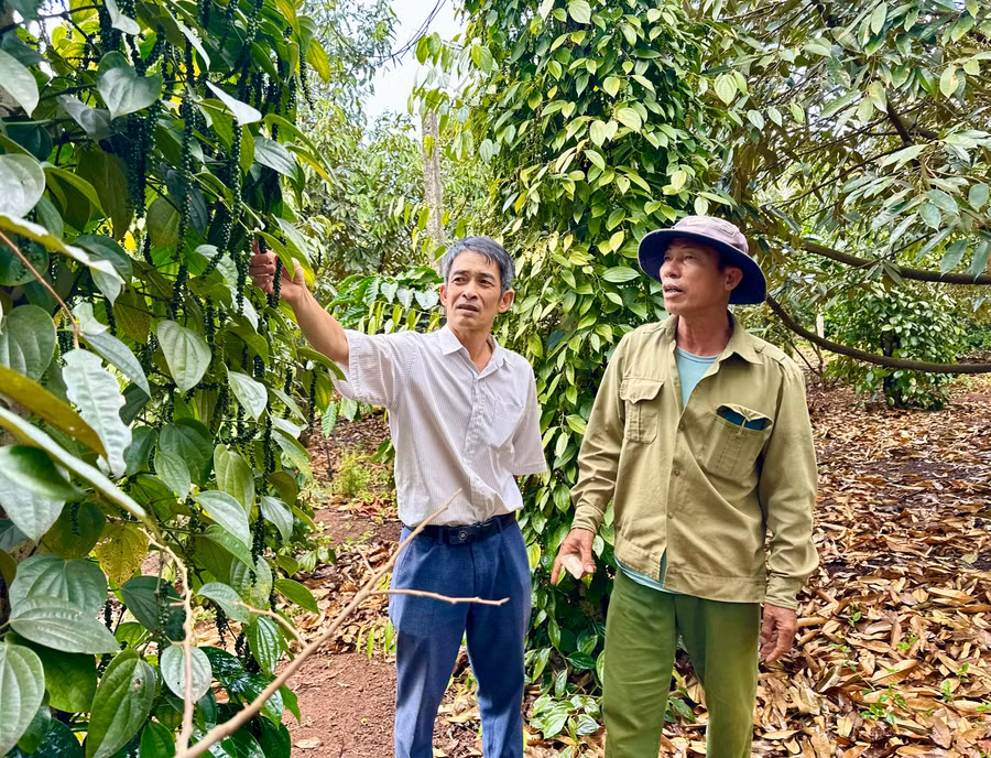 buoc-vao-mua-kho-gia-lai-can-co-nguon-dien-on-dinh-de-phuc-vu-nhu-cau-bom-tuoi-cho-dien-tich-cay-trong-rong-lon-anh-ha-duy.jpg