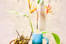 Thương hoài mùa nhãn