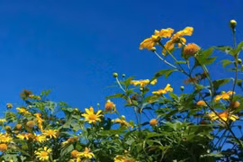 Mùa dã quỳ về