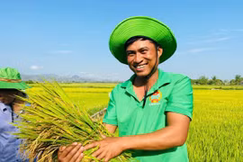 Giống lúa OM468 tại xã Ia Sao cho năng suất vượt trội, mang lại niềm vui cho người nông dân. Ảnh: Vũ Chi