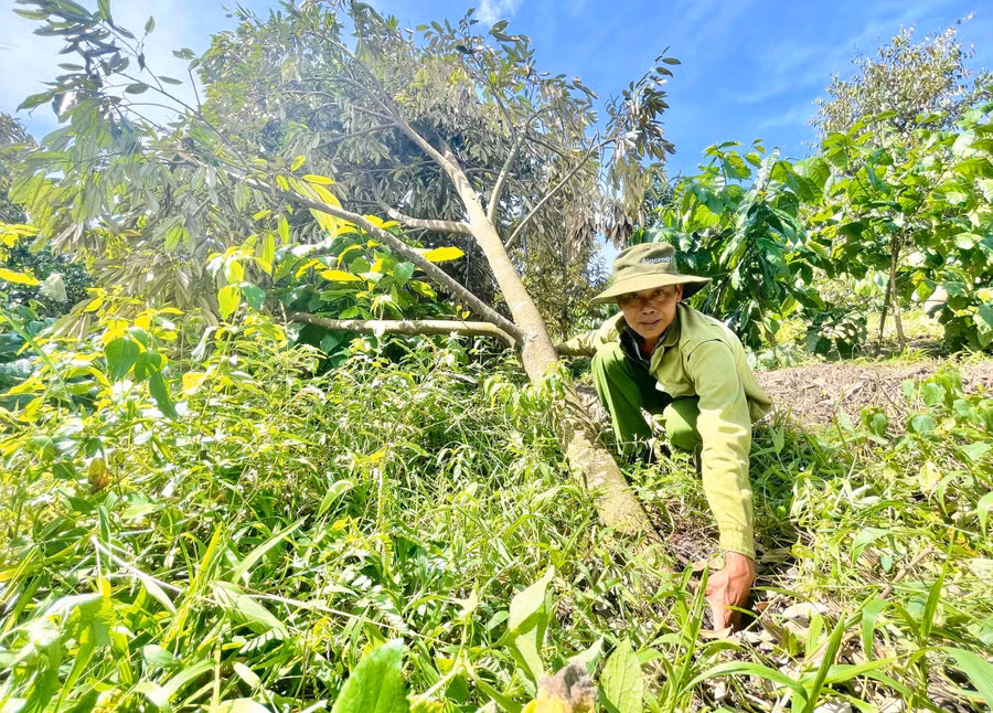 sau-rieng.jpg