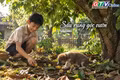 Ngăn ký ức: Sấu rụng góc vườn