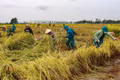 Cán bộ, chiến sĩ dân quân xã Ia Hiao hỗ trợ bà con thu hoạch lúa sau mưa lũ