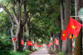 Bảo vệ, phát huy giá trị cảnh quan khu vực hàng thông trăm tuổi và vùng chè Biển Hồ. Ảnh: Minh Châu