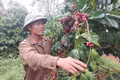 Nông dân Gia Lai thấp thỏm nỗi lo cà phê giảm năng suất.