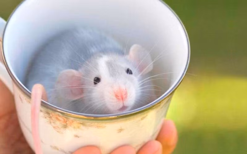 Chiếc cốc này vẫn còn quá rộng rãi cho chú chuột bạch nhỏ. (ảnh: boredpanda.com).