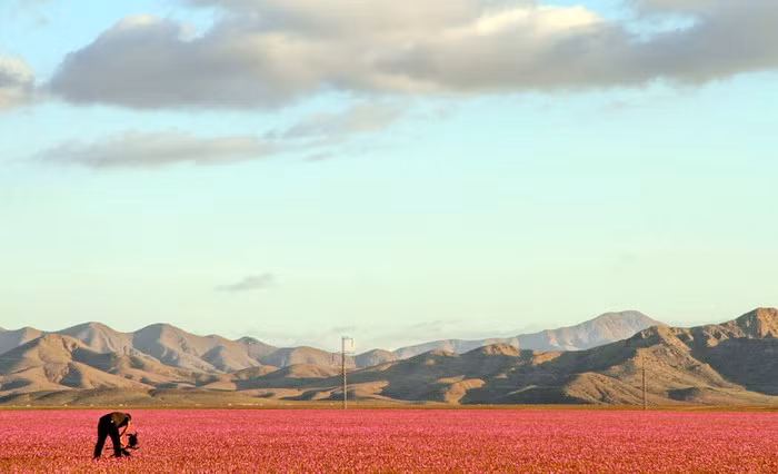 Atacama là một trong những sa mạc khô hạn nhất thế giới. Mùa hoa nở tại sa mạc này trong năm nay được cho là ngoạn mục nhất trong 18 năm qua - Ảnh: Carlos Aguilar/Getty Images