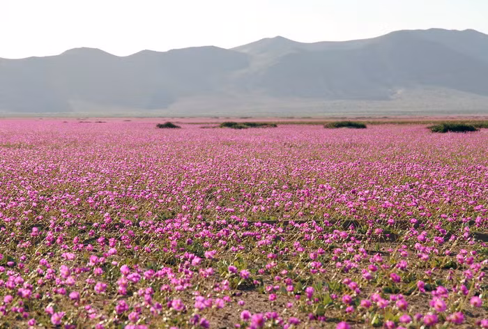 Cảnh tượng mùa xuân hiếm hoi tại sa mạc Atacama sẽ kết thúc vào cuối tháng 11-2015 - Ảnh: Carlos Aguilar/Getty Images