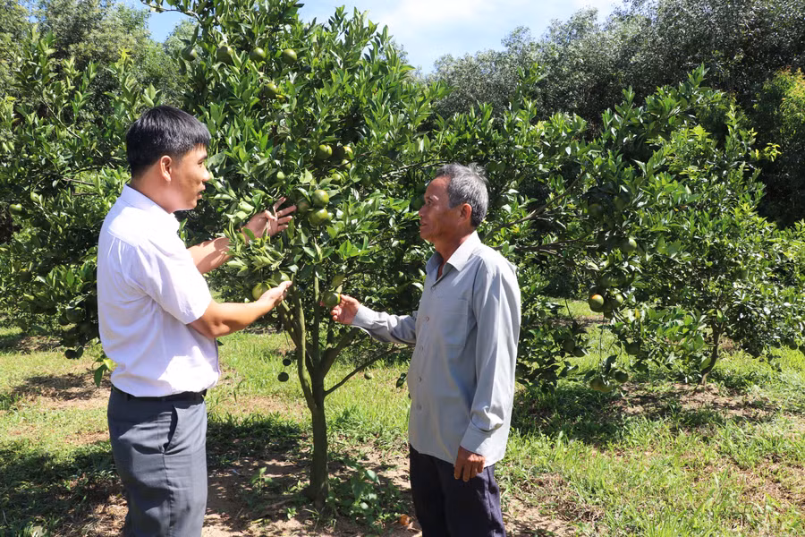 Người dân xã Cửu An (thị xã An Khê) tham gia mô hình trồng cây ăn quả đem lại hiệu quả kinh tế cao. Ảnh: Ngọc Minh