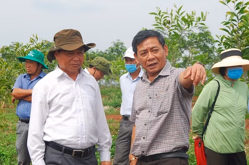 Ông Trương Minh Tiến (bìa phải)-Tổng Giám đốc Công ty TNHH một thành viên Cao su Chư Prông hướng dẫn công nhân chăm sóc vườn cây. Ảnh: Đinh Yến