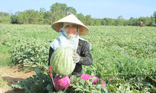 Người dân Quảng Ngãi thu hoạch dưa hấu. Ảnh: Công Xuân.
