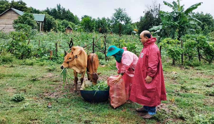  Ông Siu Trung-Phó Chủ tịch Ủy ban MTTQ Việt Nam tỉnh (bên phải) đi kiểm tra dự án phát triển chăn nuôi bò sinh sản tại xã Đak Trôi. Ảnh: Ngọc Anh