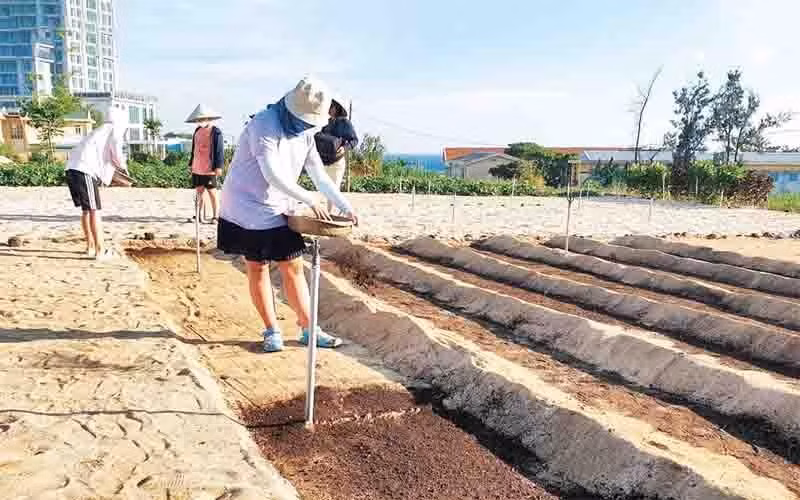 Du khách trải nghiệm trồng tỏi khi tham gia mô hình du lịch cộng đồng 