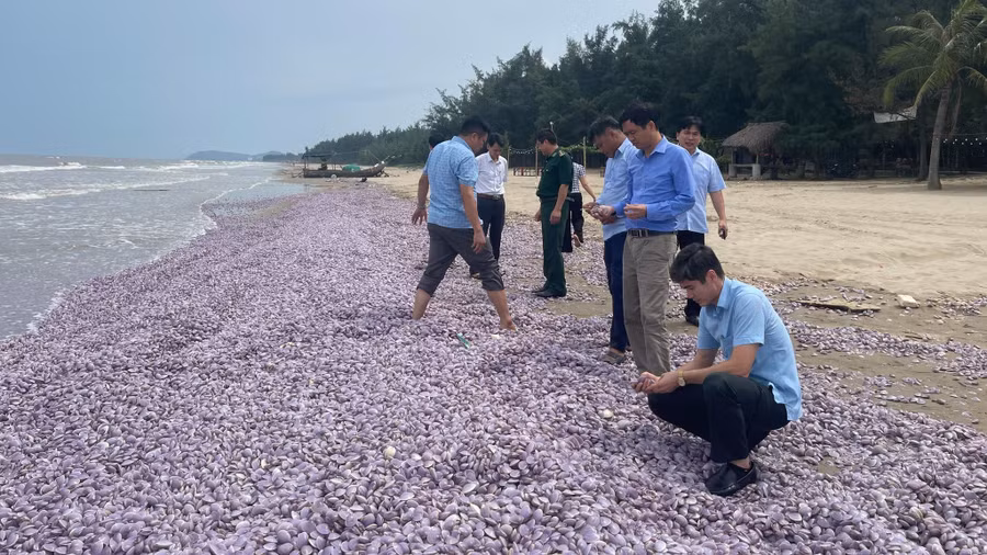 Hàng tấn vỏ ngao dạt vào bờ biển thuộc phường Hải Lĩnh (thị xã Nghi Sơn, tỉnh Thanh Hóa). Ảnh nguồn TNO