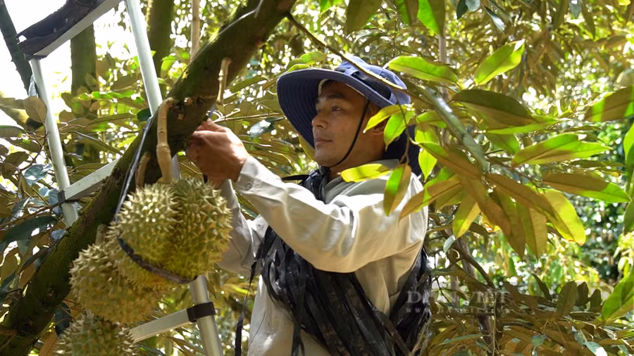 Trước khi chuyển qua làm nông, Nông dân Việt Nam xuất sắc 2022 ở Lâm Đồng - anh Lê Sỹ Hòa từng làm việc chuyên về cơ khí. Ảnh: Văn Long