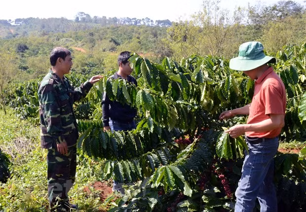Hỗ trợ nông dân kỹ thuật canh tác cà phê bền vững. Ảnh nguồn TTXVN