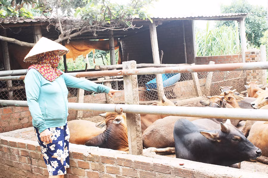 Bà Trần Thị Thái (làng Hrãk, xã Đak Djrăng, huyện Mang Yang) cho biết, bò hơi không chỉ giảm giá mà còn khó bán. Ảnh: Nguyễn Diệp Bà Trần Thị Thái (làng Hrãk, xã Đak Djrăng, huyện Mang Yang) cho biết, bò hơi không chỉ giảm giá mà còn khó bán. Ảnh: Nguyễn Diệp