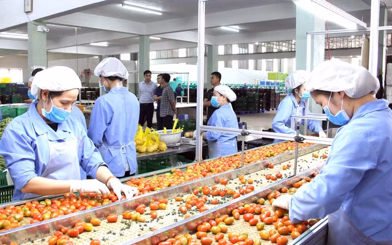 Sản xuất rau, củ, quả công nghệ cao tại Công ty TNHH sản xuất thương mại nông sản Phong Thúy ở huyện Ðức Trọng, tỉnh Lâm Ðồng. Sản xuất rau, củ, quả công nghệ cao tại Công ty TNHH sản xuất thương mại nông sản Phong Thúy ở huyện Ðức Trọng, tỉnh Lâm Ðồng.