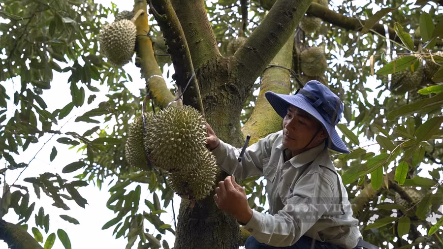 Anh Lê Sỹ Hòa cũng là nông dân đang tích cực áp dụng chuyển đổi số trong nông nghiệp để phát triển kinh tế tại địa phương. Ảnh: Văn Long