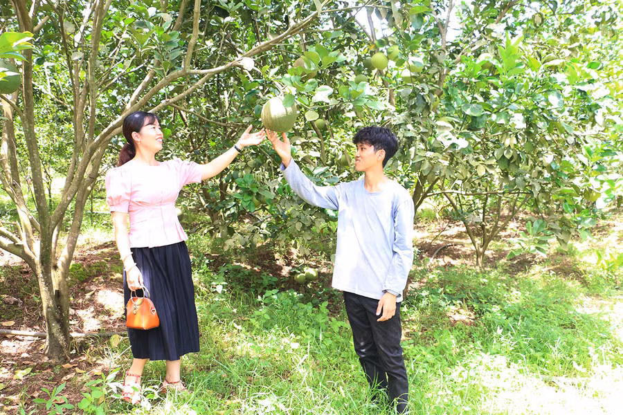 Vườn cây ăn quả với diện tích 5 ha của gia đình chị Phạm Thị Mừng Đặng cho thu nhập cao mỗi năm
