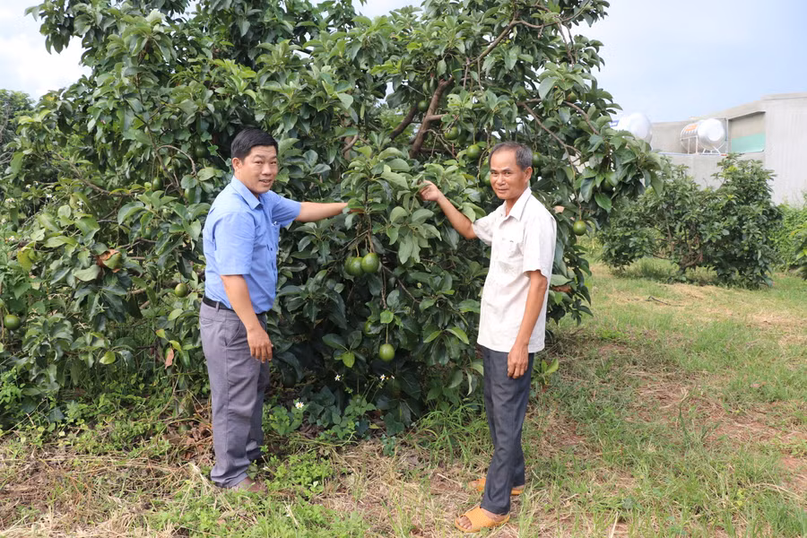 Cán bộ Phòng Nông nghiệp và PTNT huyện Kông Chro (bìa trái) hướng dẫn kỹ thuật chăm sóc cây ăn quả cho người dân. Ảnh: Ngọc Minh