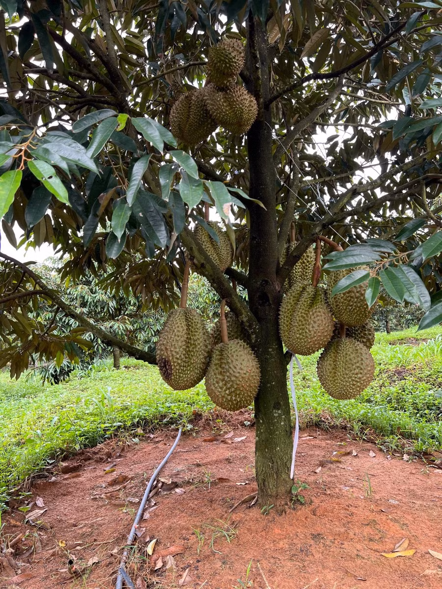 Bầu Đức đang trồng 2 giống sầu riêng có chất lượng và giá cao nhất là sầu riêng Monthong (Thái Lan) và Musaking (Malaysia) với diện tích lên đến 1.000 hecta. Ảnh: HAGL