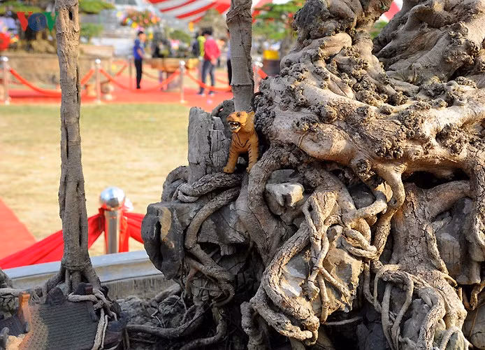  Phần gốc sần sùi của cây.