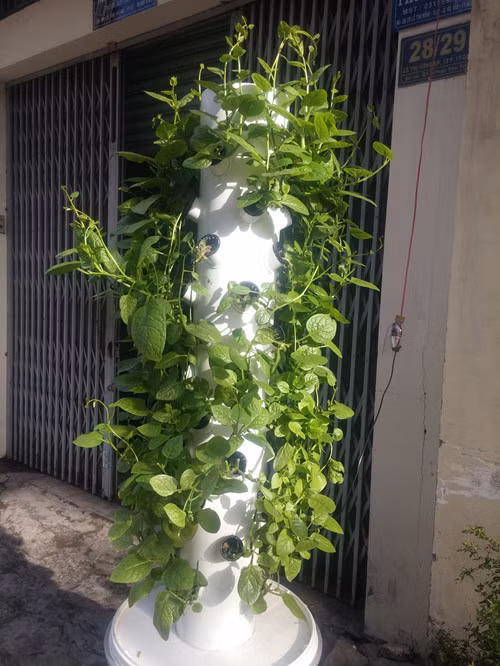 Một trụ cây rau mồng tơi miễn phí được anh Sơn đặt trước nhà cho người dân sử dụng.