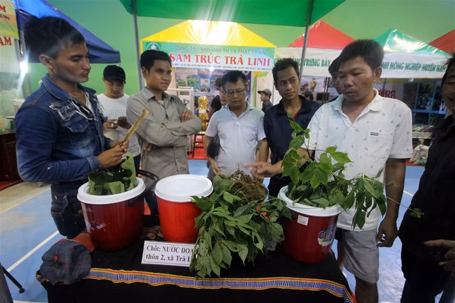 Người dân đến thăm quan phiên chợ sâm Ngọc Linh ở huyện Nam Trà My. Người dân đến thăm quan phiên chợ sâm Ngọc Linh ở huyện Nam Trà My.