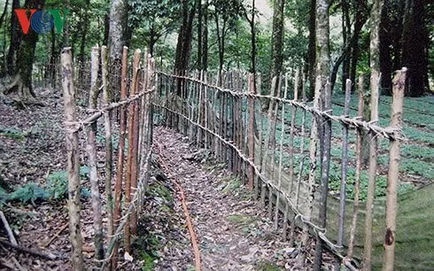 Sâm Ngọc Linh được người dân địa phương bảo vệ nghiêm ngặt.