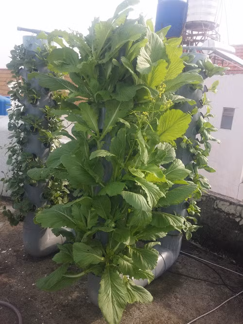 Mỗi loại rau khi trồng bằng hình thức khí canh sẽ phát triển nhanh hơn 30-40% so với các phương pháp canh tác truyền thống.