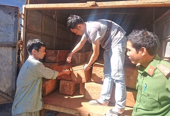 Số gỗ tang vật đang bị tạm giữ tại Công an huyện Bảo Lâm.