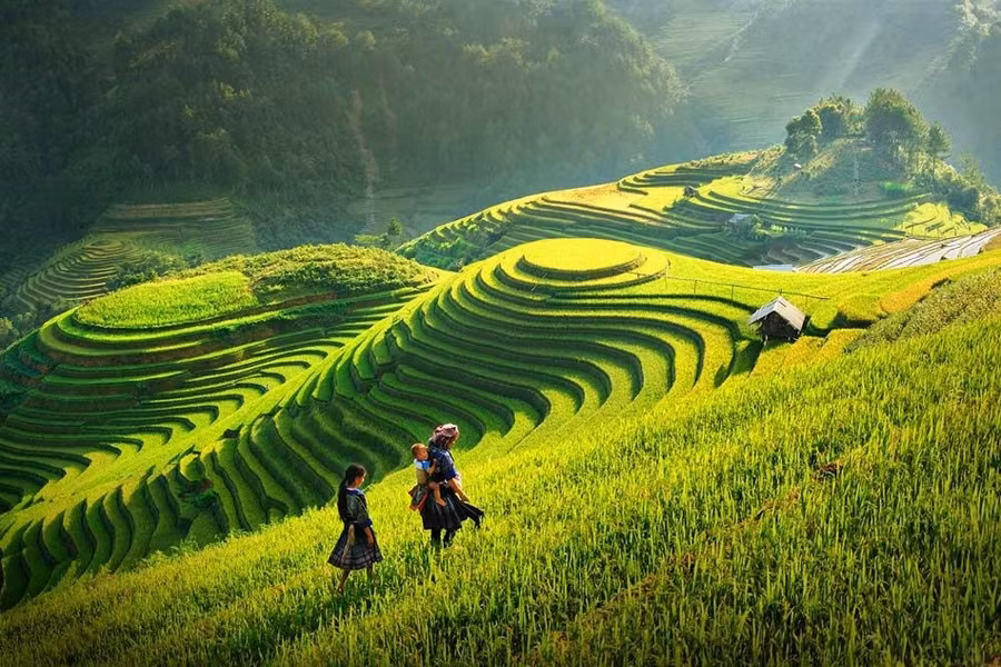 Vẻ đẹp ruộng bậc thang Sa Pa.
