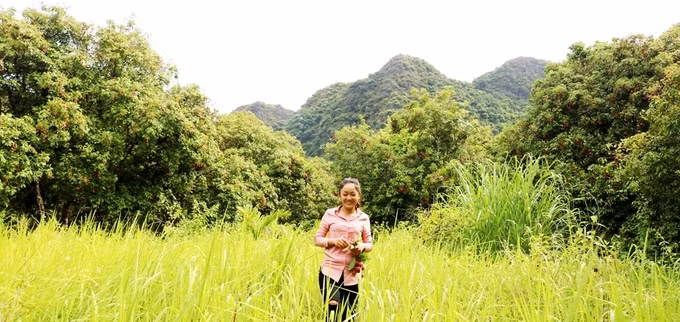 Theo Ban quản lý vườn quốc gia Cát Bà, rừng vải được lâm trường Cát Bà trồng thành 2 đợt theo chỉ đạo của thành phố Hải Phòng. Đợt 1 vào năm 1968 và đợt 2 vào năm 1972. Bốn năm sau, UBND thành phố Hải Phòng cho lâm trường giải thể, toàn bộ khu rừng, bao gồm cả rừng vải được bàn giao cho Vườn quốc gia Cát Bà. Kể từ đó, cây vải phát triển tự nhiên, ít bị tác động của con người.