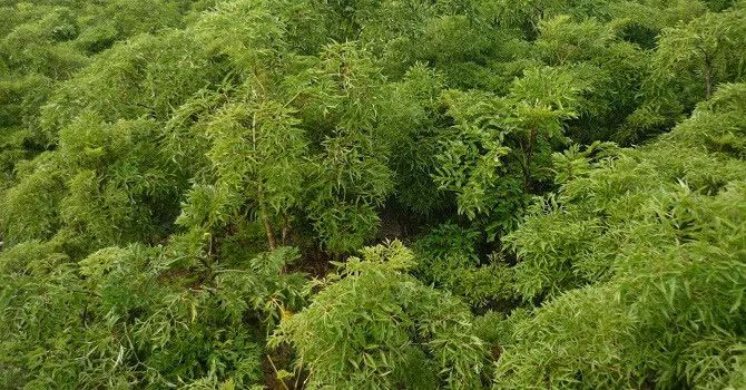  Đinh lăng - loài cây dược liệu sẽ được trồng trong dự án này.