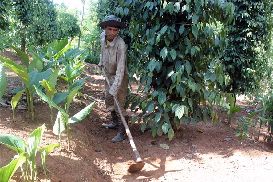 Lão nông Hồ Pả Thiệu vui mừng canh tác trên vườn tiêu đã được rà sạch bom mìn (ảnh: Tr.L)