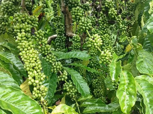 Giá cà phê có xu hướng giảm mạnh. (Ảnh minh họa: KT)