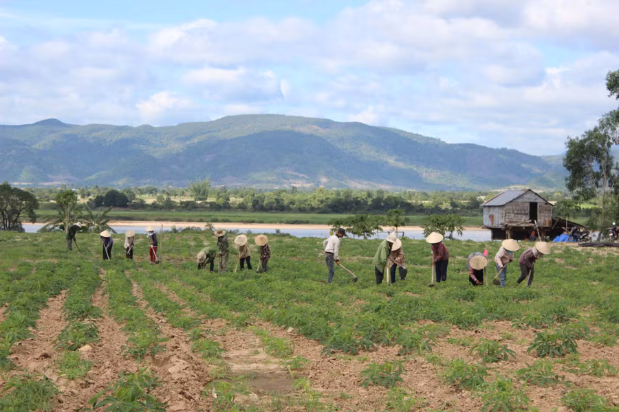 Nông dân xã Chư Gu (huyện Krông Pa) chăm sóc cây mỳ mới trồng. Ảnh: N.D