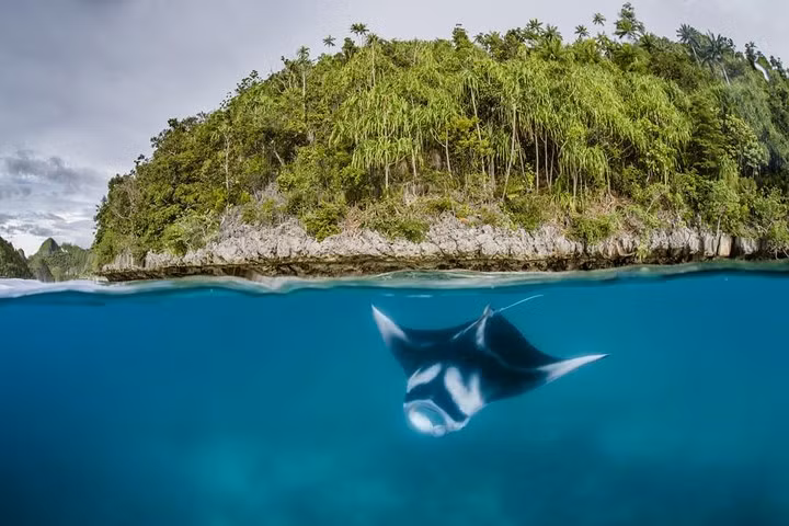  Chú cá đuối bơi trong vùng biển Raja Ampat ở Indonesia. Ảnh: AFP