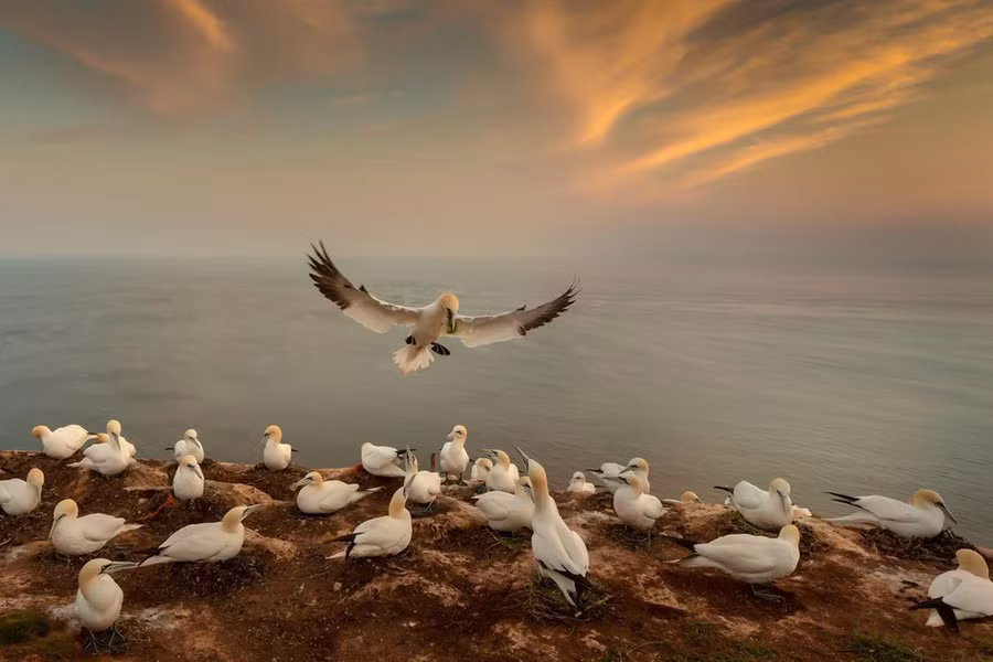 Đàn chim mòng biển trên khu vực làm tổ của chúng ở hòn đảo Helgoland, ngoài khơi bờ biển Đức - Ảnh: ANDY LUBERTI/NG