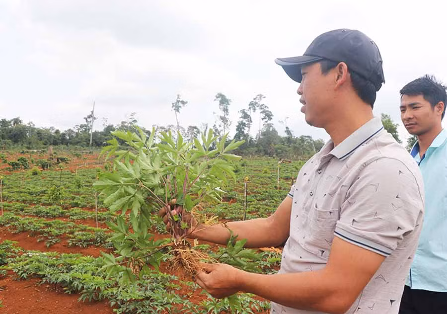Cây đương quy bắt đầu bén rễ trên đất Kbang. Ảnh: N.S Cây đương quy bắt đầu bén rễ trên đất Kbang. Ảnh: N.S