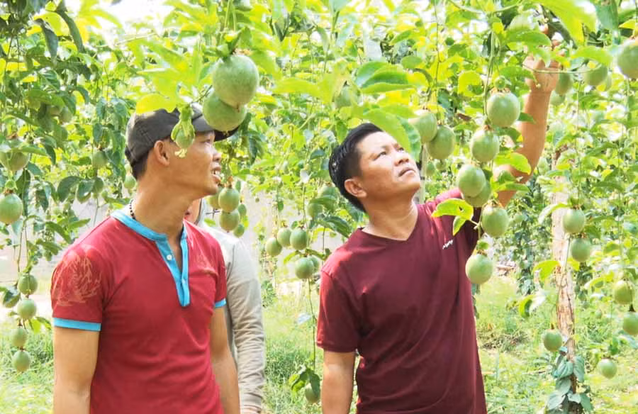  Anh Đỗ Quốc Toản (bìa phải) giới thiệu mô hình chanh dây hữu cơ của gia đình. Ảnh: H.T
